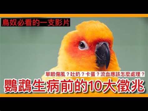 寵物鳥死掉